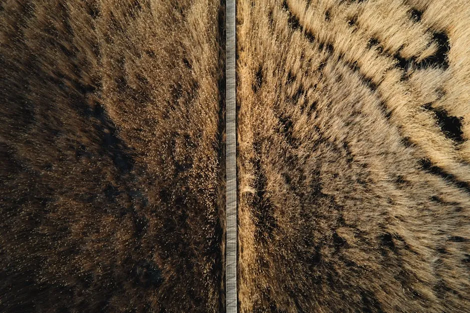 Springfield: The Unsung Hero of Route 66's Legacy placeholder image